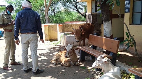 balapur govansh 1.jpg