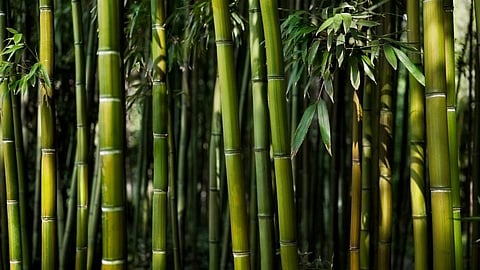 use of bamboo business for kokan people research of agricultural universities in ratnagiri