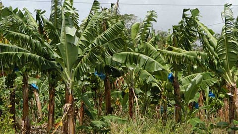 Akola News: There is nothing in the position by spending lakhs of rupees