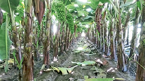 banana farming