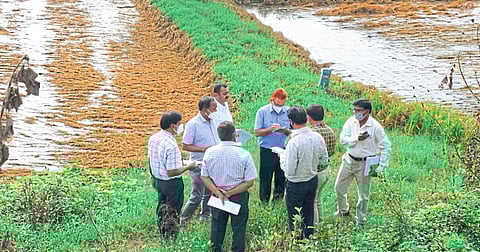 भंडारा : पूरग्रस्त भागातील शेतीची पाहणी करताना केंद्रीय पथकाचे सदस्य.