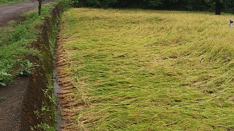 heavy rain in ratnagiri