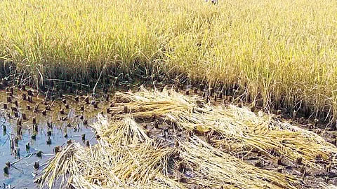 51 lakh compensation to farmers in Mandangad kokan marathi news