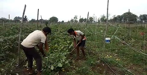 bhandara farmer