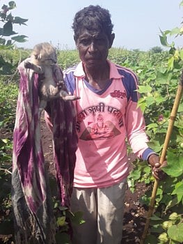 बापरे ! नंदुरबार शहरात बिबट्याचा संचार, शेतात दिला चार पिलांना जन्म