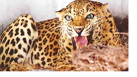Leopard attack in Bambar mountain area; Kill two animals