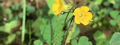 Planet Earth launches survey; appeals to all