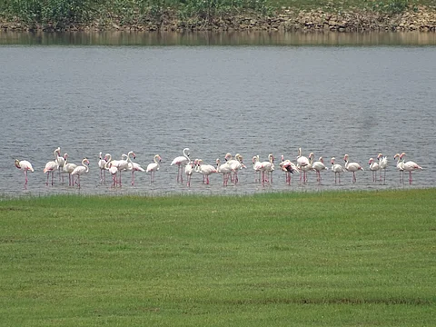 Unexpected Sighting of Flamingo in Gondia