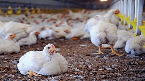 bird flu related press conference said Deputy Commissioner of Animal Husbandry in kolhapur