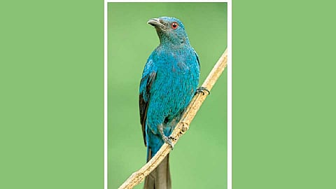 पक्षी महोत्सवाची पर्वणी शुक्रवारपासून