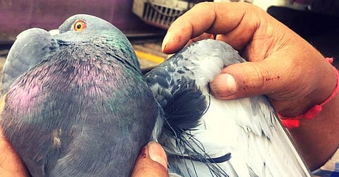 `या` महापालिका अग्निशमन दलाने  दिले 683 मुक्या जिवांना जीवदान