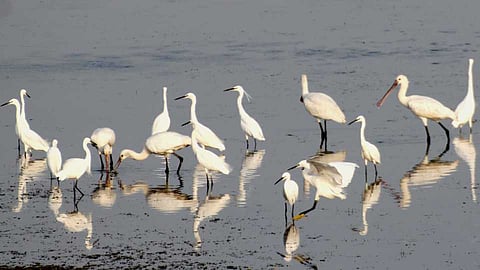 Two hundred and fifty species of birds recorded in Solapur district