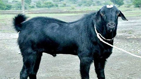 बोकडाचे जेवण अंगलट; अनेक जण स्वतःहून क्वारंटाइन