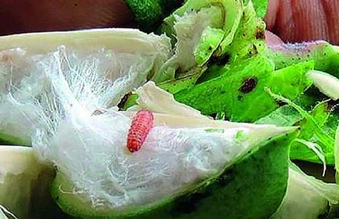 pink bollworm on cotton in kumbha of yavatmal