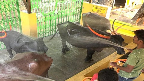 kolhapur buffalo Parlor story by rajkumar chougule