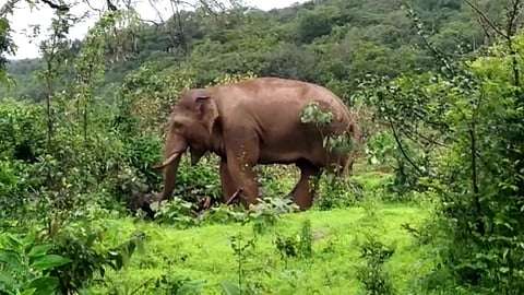 The Decision Of The Elephant Rearing Center Is Up To The Villagers Kolhapur Marathi News