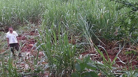 The elephant came again, lost again ...