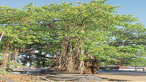 chandwad vad.jpg