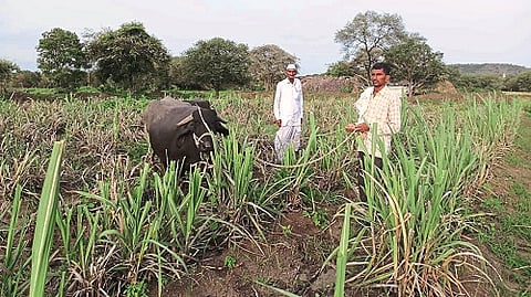 नायगाव (ता. चाकूर) : पाण्याअभावी वाळून जात असलेला ऊस. चाराही नसल्याने तीन एकरांवरील उसात जनावरे चारताना गुरुलिंग गोरे.