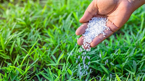 Shortage of other fertilizers including urea in Yavatmal district