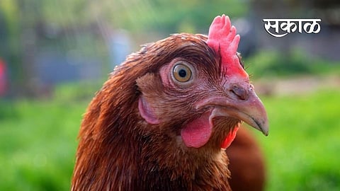 Over 30000 hens will be destroyed in Bhankheda area of Amravati bird flue news