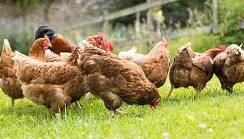 Minor decline in chicken sales bird flu and chicken marathi news