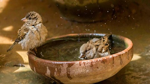in lockdown period homemade sparrow nest give to a people in kolhapur