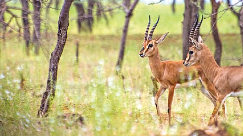 भटकंती : आकर्षण चिंकाराचे