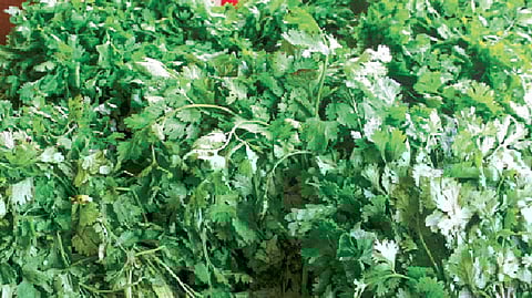 कोथिंबिरीचा दर