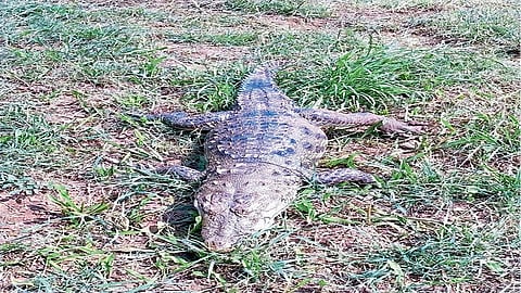 Dead crocodile found in Panchganga river