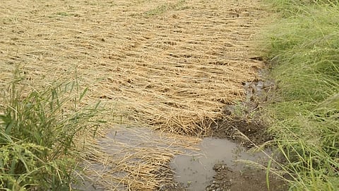 harvested crops loss due to raining