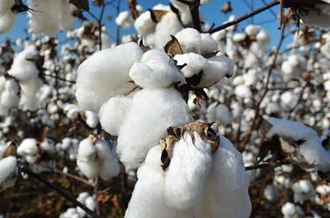 cotton in akola.jpg