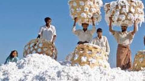 Akola News: The price of cotton at Deulgaon Raja is Rs. 5,625 per quintal