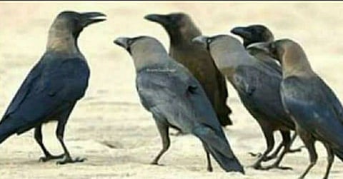 crow.