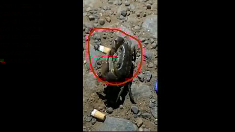 another thing to see in 2020 is a crab smoke cigarette video viral