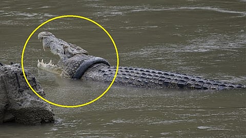 मालामाल होण्याची सुवर्णसंधी, फक्त मगरीच्या गळ्यातला टायर काढा..