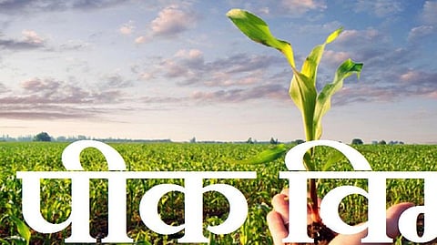 Crop Insurance: जिल्हाधिकाऱ्यांचे पीक विम्याच्या आगाऊ रकमेचे आदेश कायम; 25 टक्के भरपाईचा मार्ग मोकळा