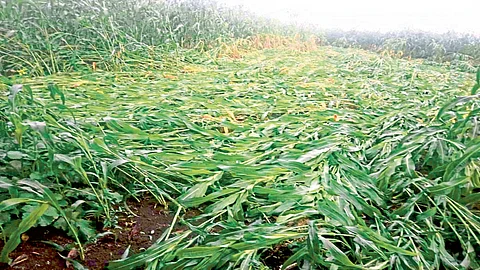 Satara Latest Marathi News Satara Agricultural News