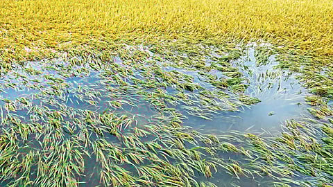 crop-damage-due-to-rain