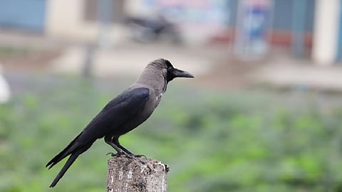 crow.jpg