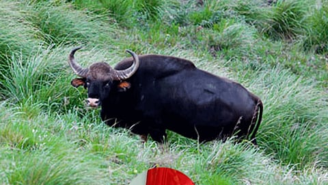 Private vehicles banned from entering Dajipur sanctuary area