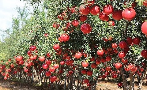 farmers doing pomegranate farming in achalpur of amravati