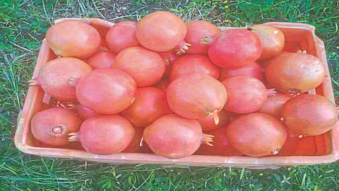 माण तालुक्यातील डाळिंबाची पुण्यात सरशी, उच्चांकी दराने शेतकऱ्यांना दिलासा