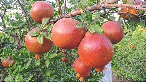 This year, only two containers of pomegranates were exported to European countries