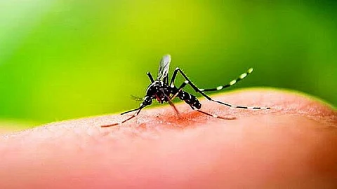 सीवूडसमध्ये डास वाढले