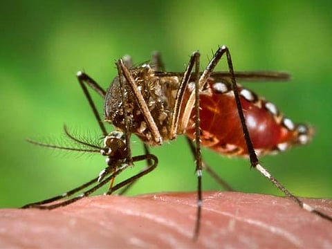 संग्रहित छायाचित्र