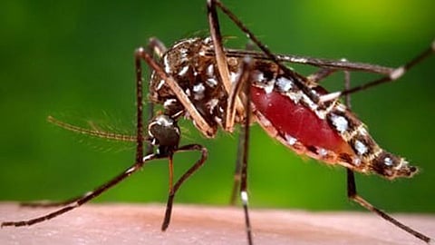 dengue