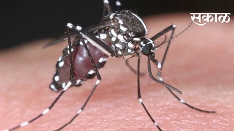 मुंढेत चिकुनगुनियाची साथ; घरोघरी सर्व्हे सुरू