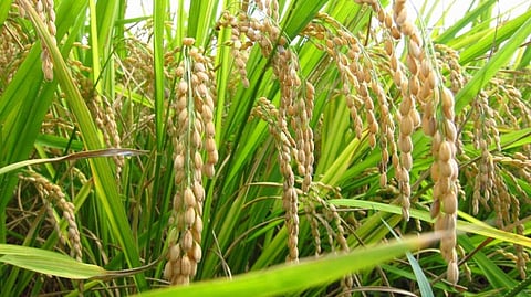 Farmers rounds at Grain Shopping Center