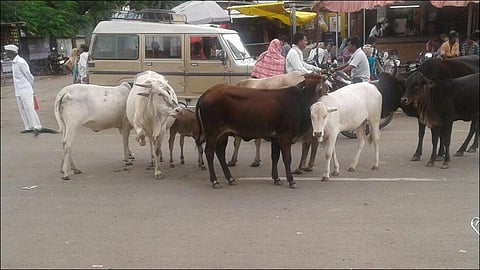 Campaign to catch stray animals started In Sangli city